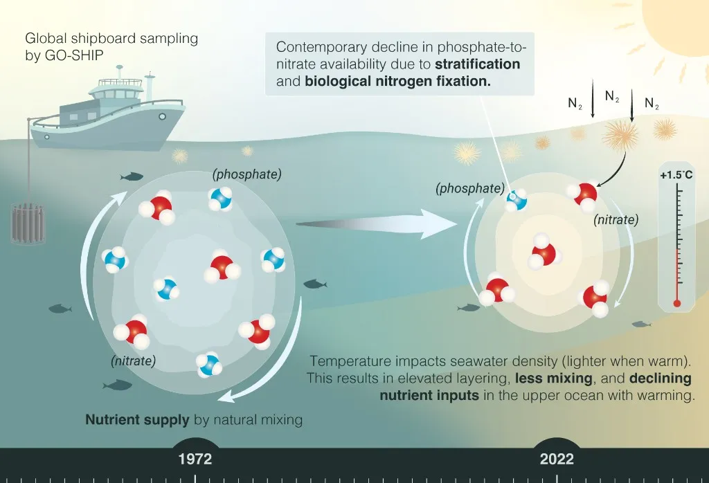 Graphic showing declining phosphate-to-nitrate availability from GO-SHIP sampling between 1972 and 2022